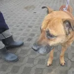 Znaleziono psa, Radom, 24 grudnia 2016