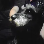 Znaleziono psa, Radom, 15 lipca 2018