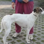 Znaleziono psa, Radom, 20 sierpnia 2014