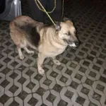 Znaleziono psa, Radom, 19 maja 2018