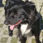 Znaleziono psa, Radom, 31 maja 2019