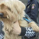 Znaleziono psa, Radom, 20 lutego 2017
