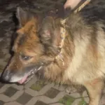 Znaleziono psa, Radom, 2 czerwca 2019
