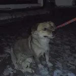 Znaleziono psa, Radom, 1 marca 2018