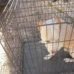 Znaleziono psa, Radom, 7 czerwca 2018