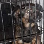 Znaleziono psa, Radom, 21 lipca 2019