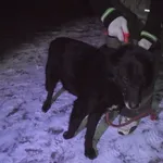 Znaleziono psa, Radom, 24 lutego 2018