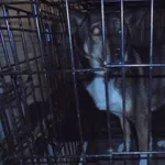 Znaleziono psa, Radom, 8 grudnia 2017