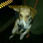 Znaleziono psa, Radom, 16 grudnia 2017