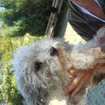 Znaleziono psa, Radom, 18 sierpnia 2014