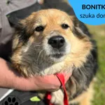 Pies do adopcji, Dąbrówka, 21 kwietnia 2023