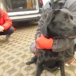 Znaleziono psa, Radom, 13 listopada 2018
