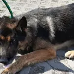 Znaleziono psa, Radom, 26 czerwca 2019