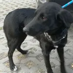 Znaleziono psa, Radom, 2 lipca 2019