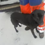Znaleziono psa, Radom, 4 lutego 2017