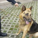 Znaleziono psa, Radom, 27 sierpnia 2014