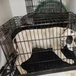 Znaleziono psa, Radom, 2 kwietnia 2018