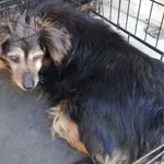 Znaleziono psa, Radom, 15 kwietnia 2019