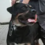 Znaleziono psa, Radom, 16 lipca 2019