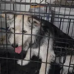 Znaleziono psa, Radom, 26 maja 2019