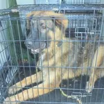 Znaleziono psa, Radom, 22 sierpnia 2018