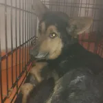 Znaleziono psa, Radom, 3 maja 2019
