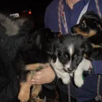 Znaleziono psa, Radom, 27 lutego 2017