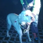 Znaleziono psa, Radom, 2 listopada 2018