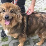 Znaleziono psa, Radom, 17 czerwca 2019