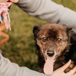 Pies do adopcji, Czartki, 14 kwietnia 2023