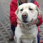 Znaleziono psa, Radom, 28 marca 2018
