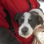 Znaleziono psa, Radom, 2 marca 2018
