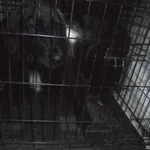 Znaleziono psa, Radom, 16 września 2017