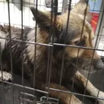 Znaleziono psa, Radom, 12 lipca 2019