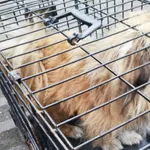 Znaleziono psa, Radom, 16 kwietnia 2019