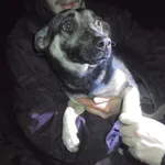Znaleziono psa, Radom, 21 grudnia 2017