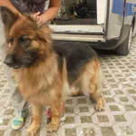 Znaleziono psa, Radom, 30 czerwca 2018