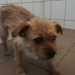 Znaleziono psa, Radom, 19 kwietnia 2019