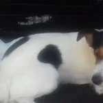 Znaleziono psa, Radom, 2 września 2018