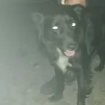 Znaleziono psa, Radom, 27 czerwca 2019
