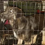 Znaleziono psa, Radom, 3 kwietnia 2019