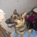 Znaleziono psa, Radom, 25 września 2017