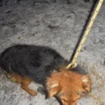Znaleziono psa, Radom, 20 stycznia 2017