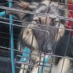 Znaleziono psa, Radom, 4 sierpnia 2019