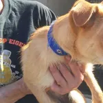 Znaleziono psa, Radom, 7 kwietnia 2018