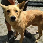 Znaleziono psa, Radom, 3 lipca 2019
