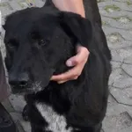 Znaleziono psa, Radom, 26 maja 2019