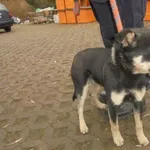 Znaleziono psa, Radom, 12 grudnia 2017