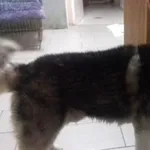 Znaleziono psa, Radom, 14 września 2018