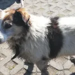 Znaleziono psa, Radom, 8 kwietnia 2019